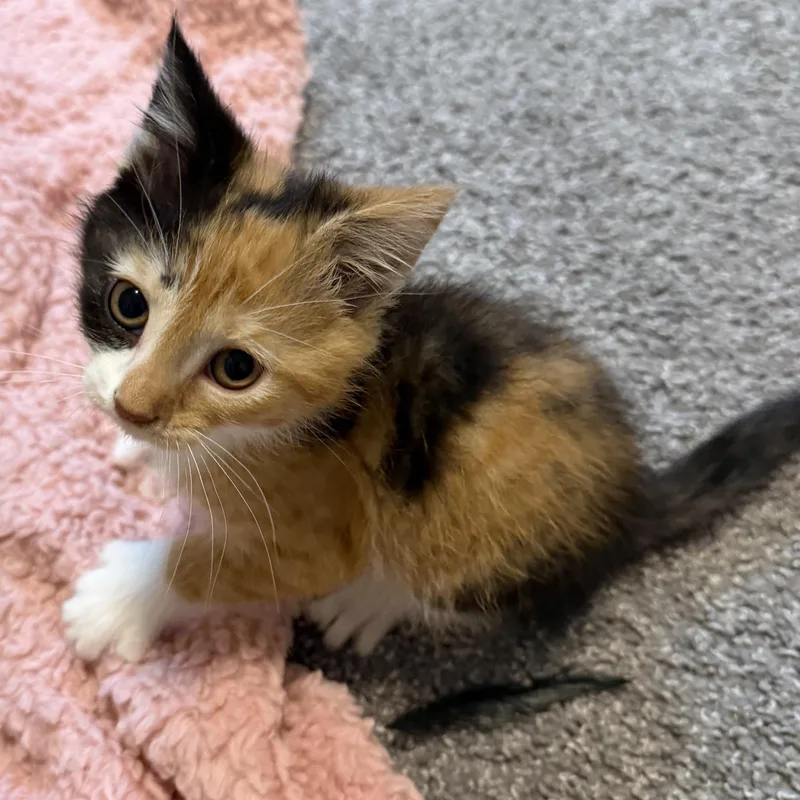 A baby medium-sized female Calico Domestic Short Hair cat named Callie for adoption in Victor, NY