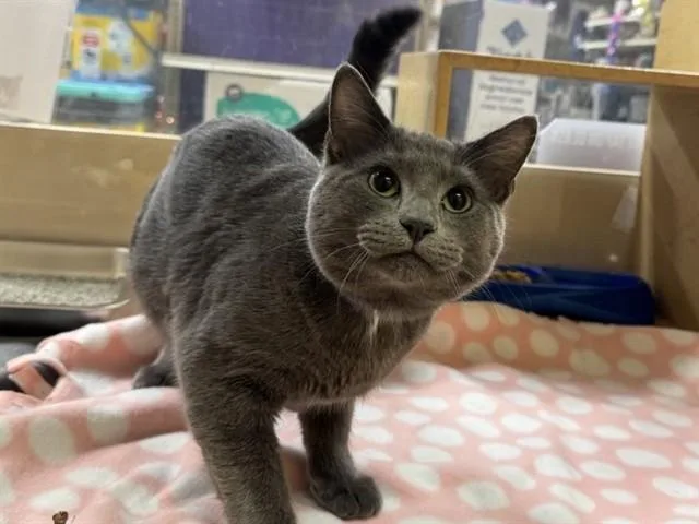 A young medium-sized male Domestic Short Hair cat named Spot for adoption in Saint Louis, MO