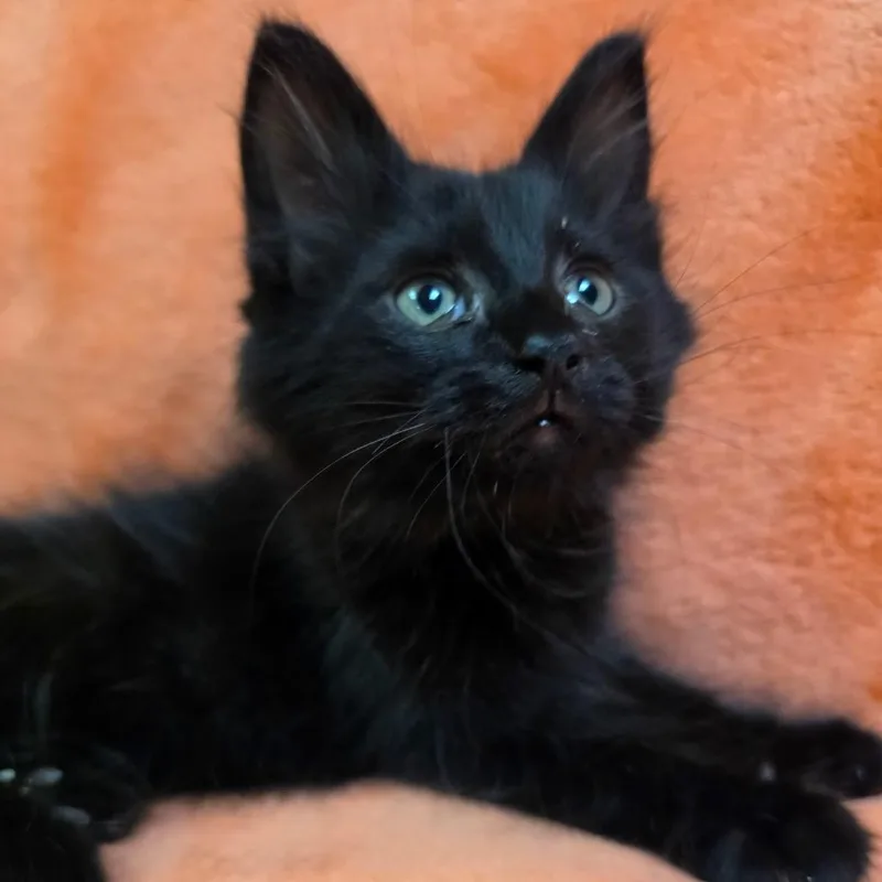 A baby medium-sized male Domestic Medium Hair cat named Phoenix for adoption in Graham, WA
