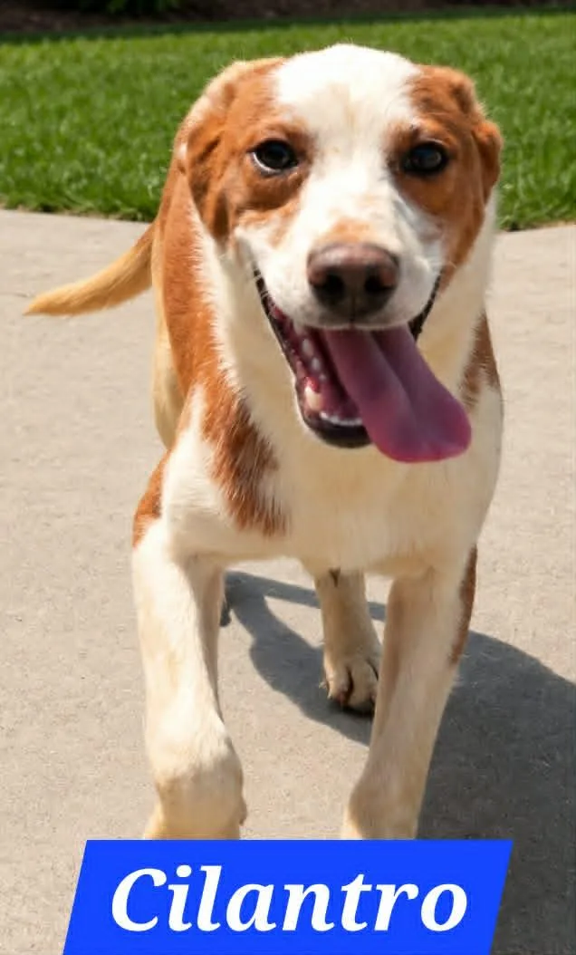 A baby medium-sized male Australian Shepherd dog named Cilantro for adoption in Minneapolis, MN