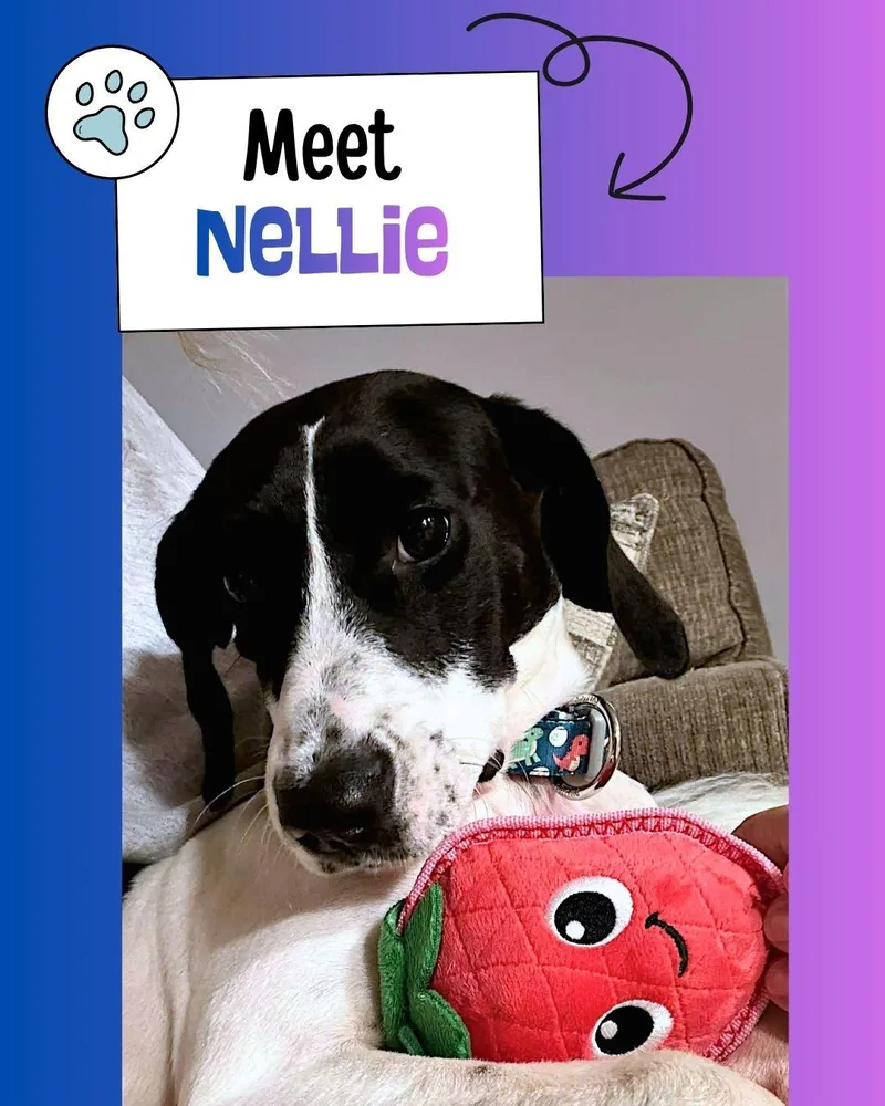Nellie