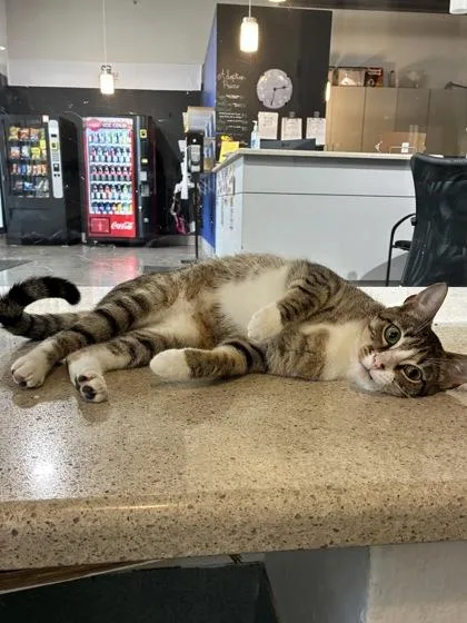 An adult small-sized female Domestic Short Hair cat named Freya for adoption in New Orleans, LA