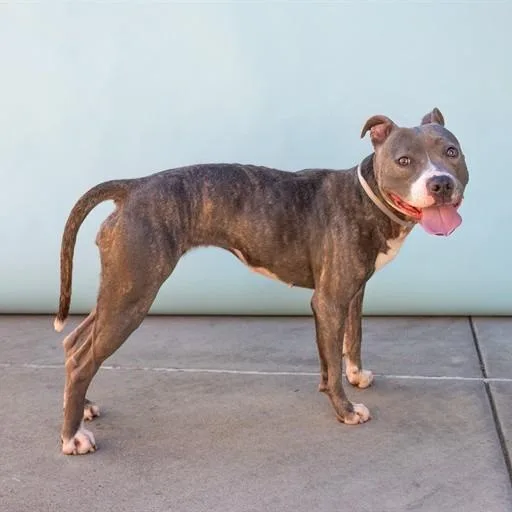 A baby medium-sized female Gray / Blue / Silver Pit Bull Terrier dog named Olive for adoption in San Gabriel, CA