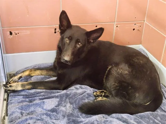 An adult extra large-sized male German Shepherd Dog dog named Canelo for adoption in Houston, TX