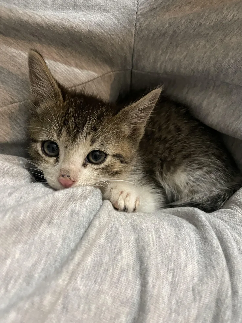 A baby medium-sized male Tabby (Brown / Chocolate) Domestic Short Hair cat named Alfred for adoption in Fruit Heights, UT