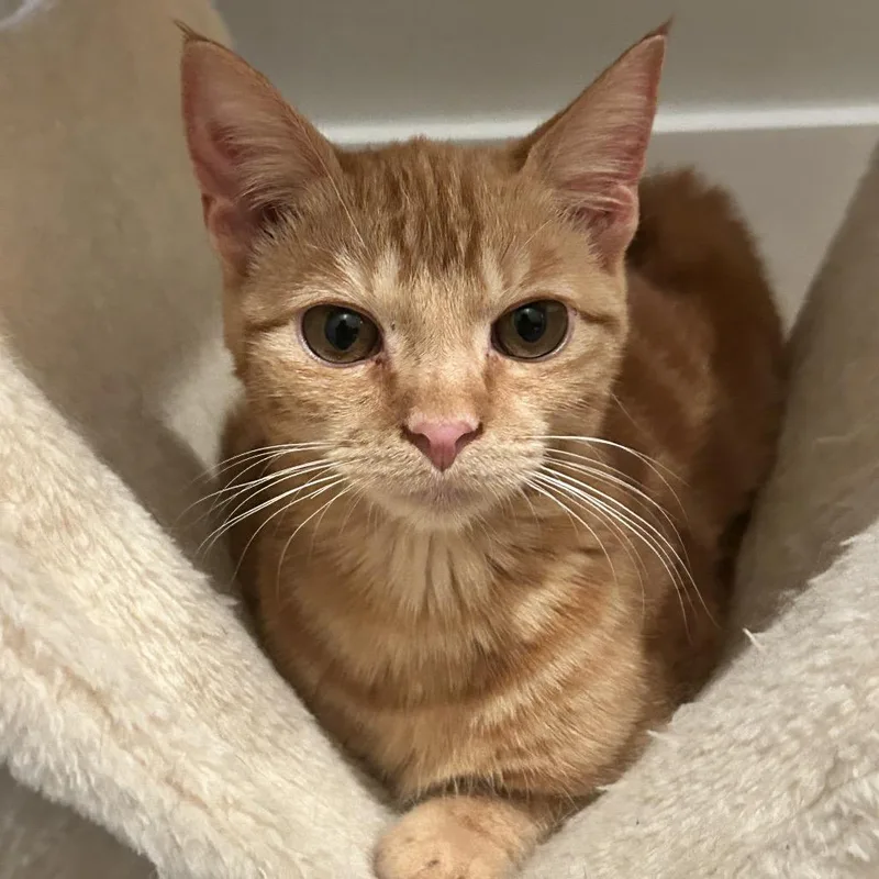 A baby small-sized female Orange / Red Domestic Short Hair cat named Pumpkin for adoption in Nashville, TN