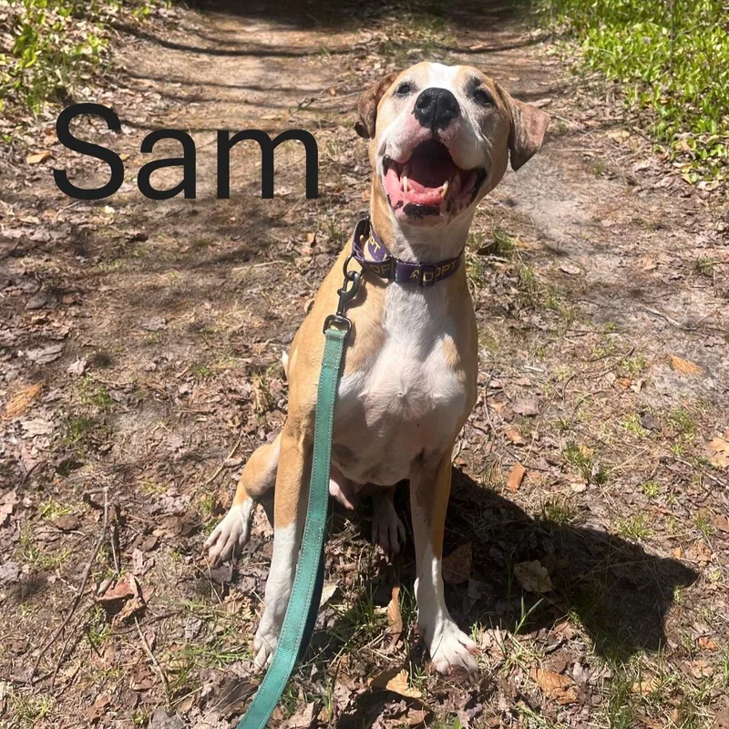 Sam thumbnail 4