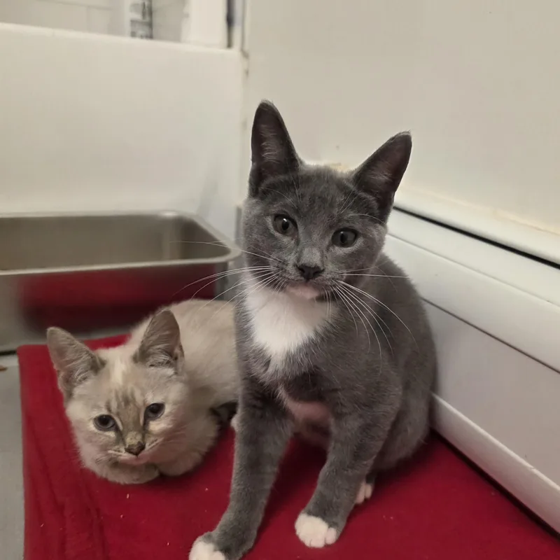 A baby medium-sized female Seal Point Siamese cat named Sloann for adoption in Moriches, NY