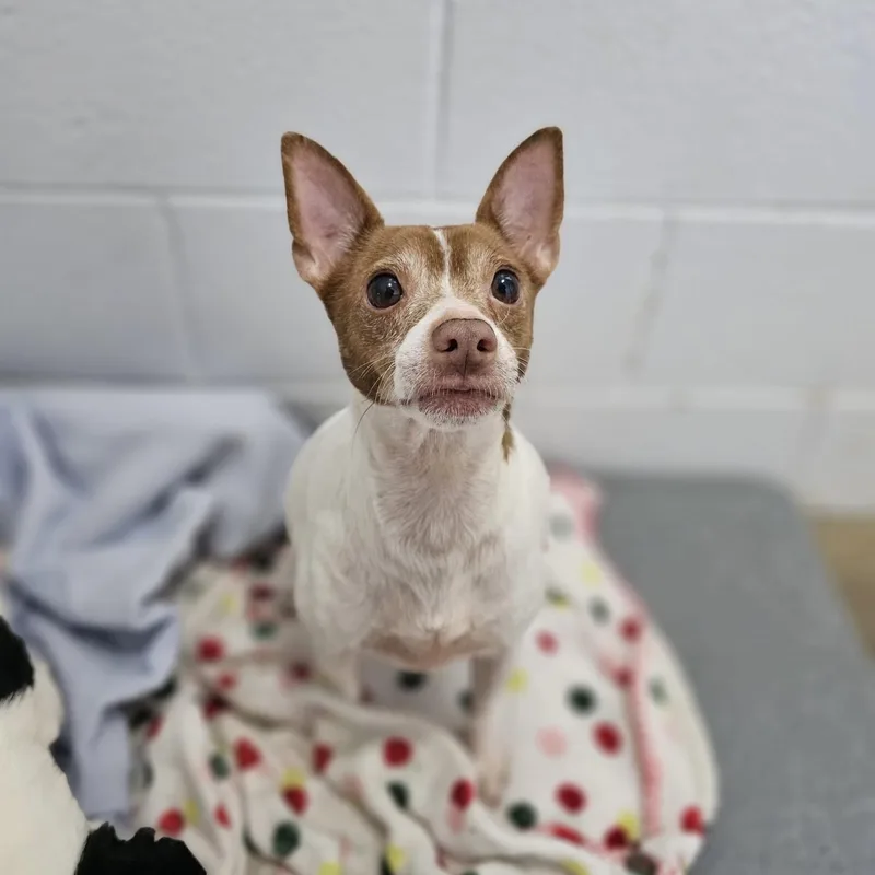 An adult small-sized male Brown / Chocolate Chihuahua dog named Legs for adoption in Philadelphia, PA