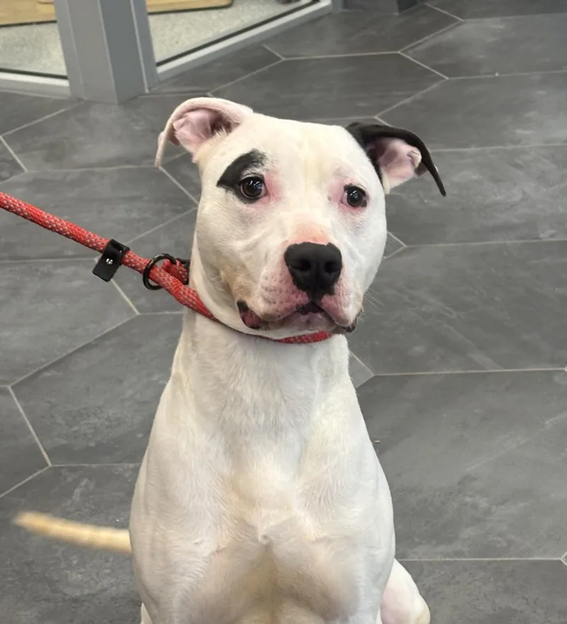 An adult medium-sized male Pit Bull Terrier dog named Casper for adoption in La Grange, KY