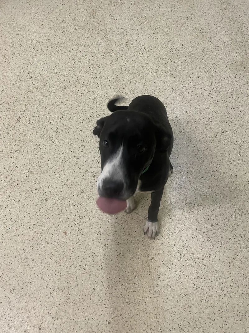 A young medium-sized female Labrador Retriever dog named Anna for adoption in Muncie, IN