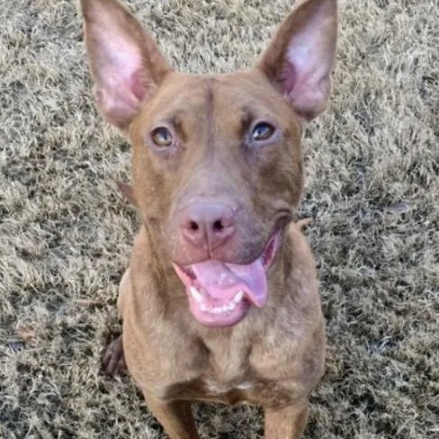 Truman  So Gentle thumbnail 2