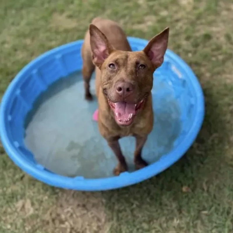 Truman  So Gentle thumbnail 3