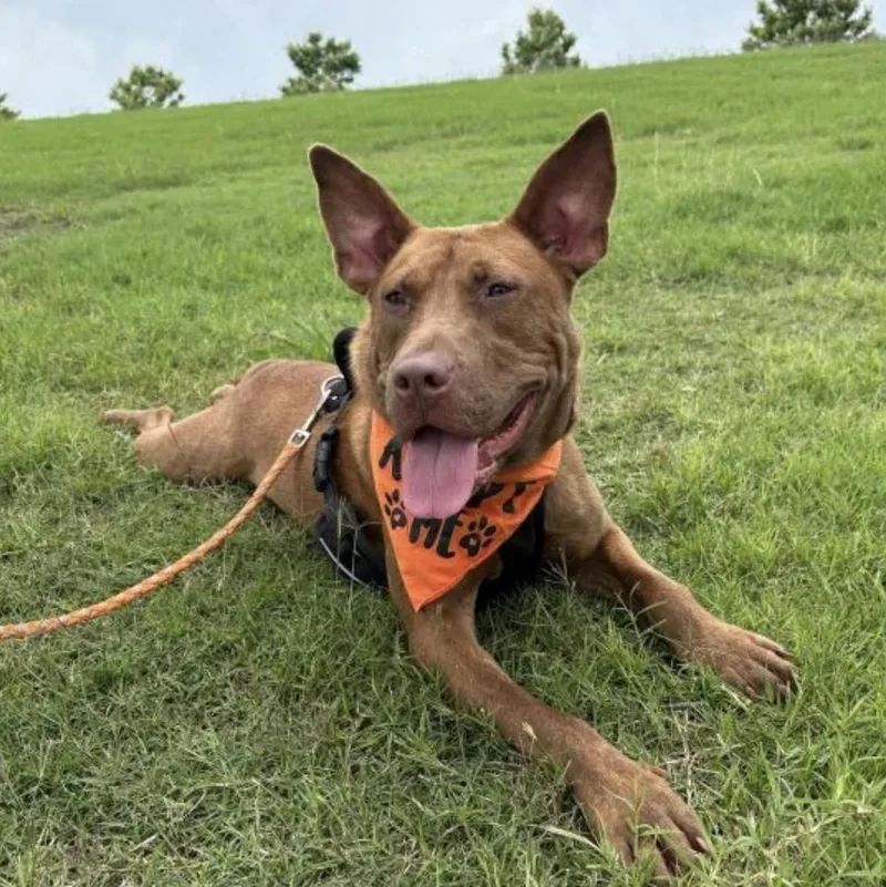 Truman  So Gentle thumbnail 4