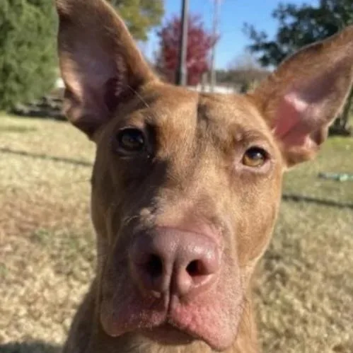 Truman  So Gentle thumbnail 5