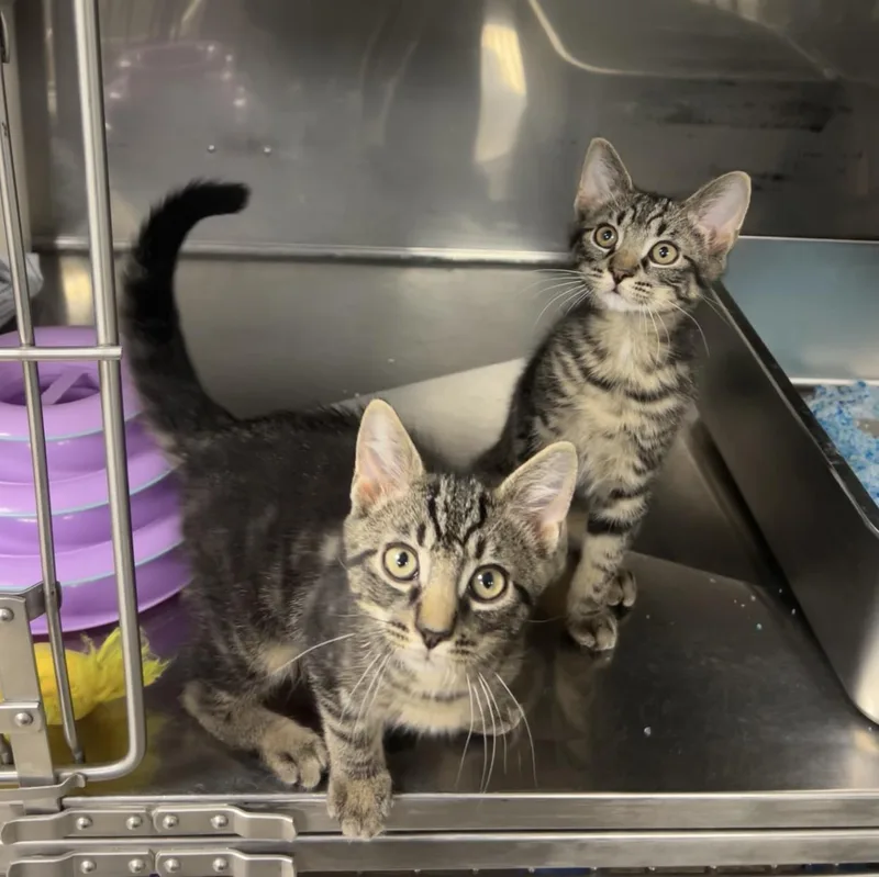 A baby medium-sized male Tabby (Brown / Chocolate) Domestic Short Hair cat named Cucumber Salad for adoption in Montville, NJ