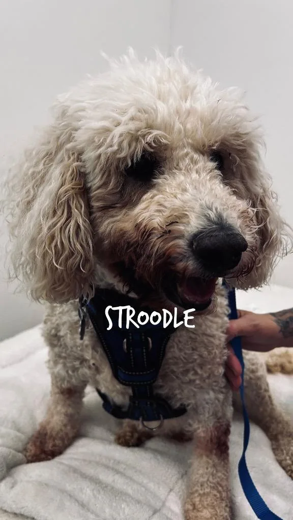 Stroodle