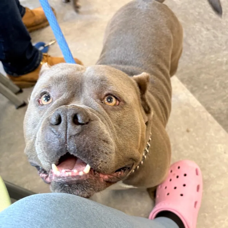 An adult medium-sized male Gray / Blue / Silver Mixed Breed dog named Romeo for adoption in Philadelphia, PA