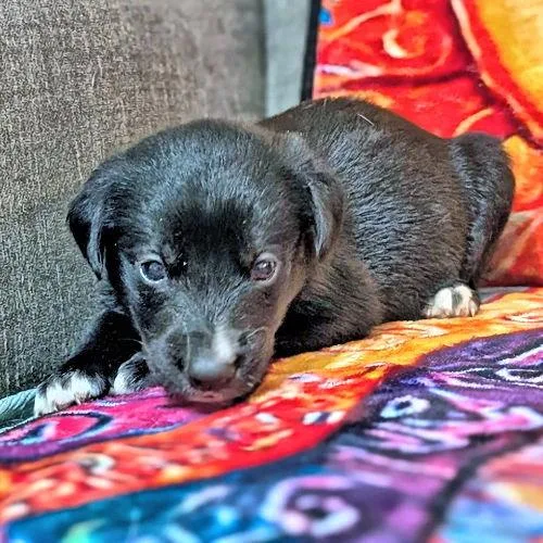 A baby medium-sized female Golden Retriever dog named Miss Pink for adoption in Rutherfordton, NC
