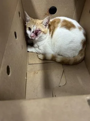 An adult small-sized female Domestic Short Hair cat named Gingersnap for adoption in West Chester, PA