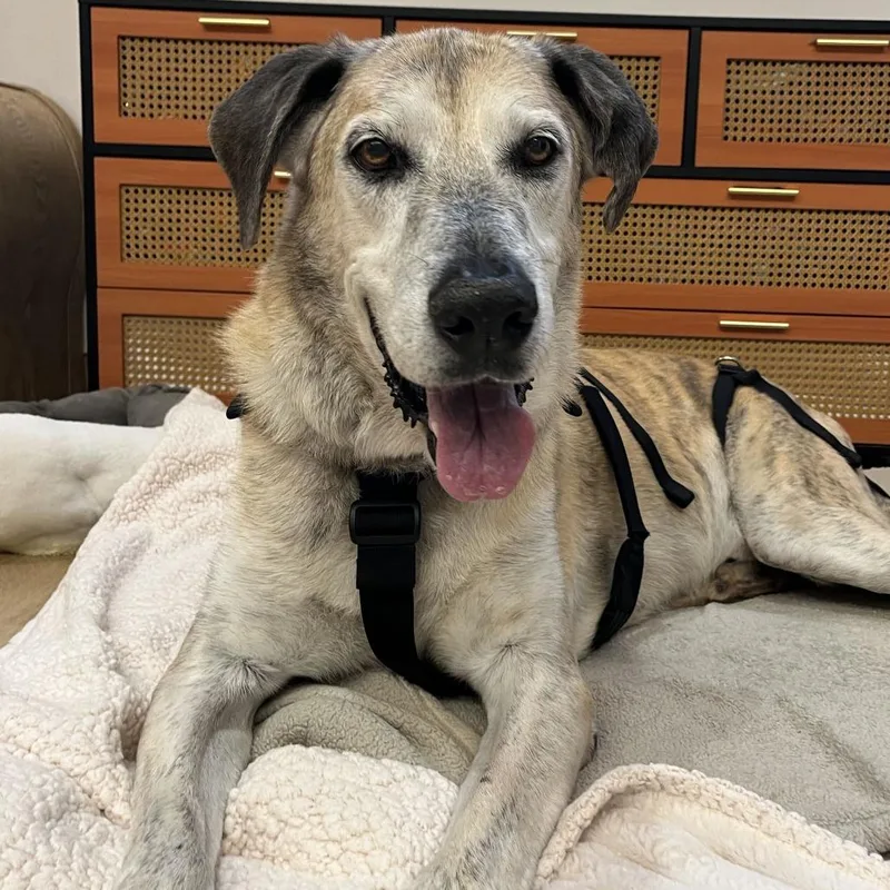A senior extra large-sized male Brindle Great Dane dog named Ethan Allen for adoption in San Francisco, CA
