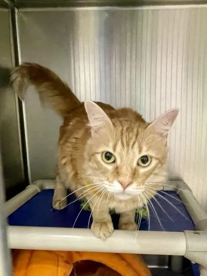 An adult large-sized male Orange & White Domestic Long Hair cat named Nala for adoption in Annapolis, MD