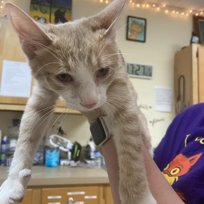 A baby small-sized male Orange / Red Domestic Short Hair cat named Ares for adoption in Monroe, LA