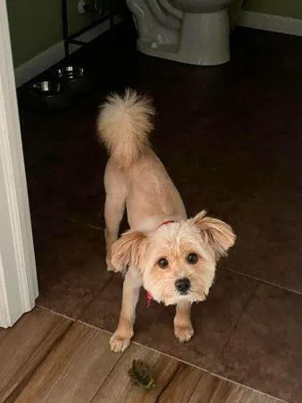 A young small-sized male Apricot / Beige Maltese dog named Teddy for adoption in Lowell, IN