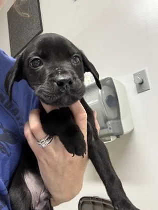 A baby small-sized male Pit Bull Terrier dog named Axel for adoption in Pequot Lakes, MN