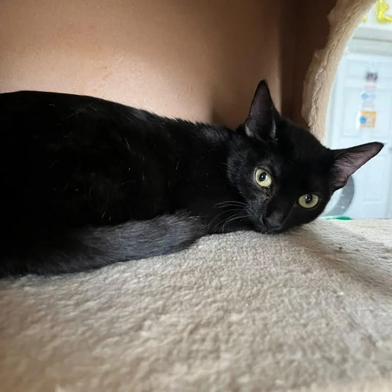 A baby small-sized female Black Domestic Short Hair cat named Natalia for adoption in Laredo, TX