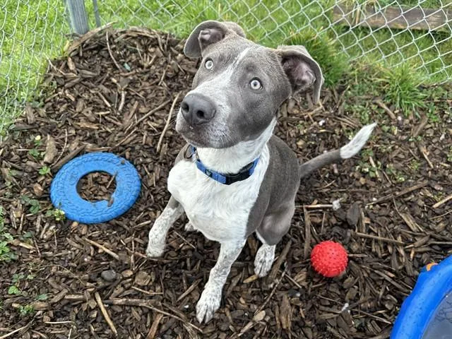 A young small-sized male Pit Bull Terrier dog named Apollo for adoption in McKinleyville, CA