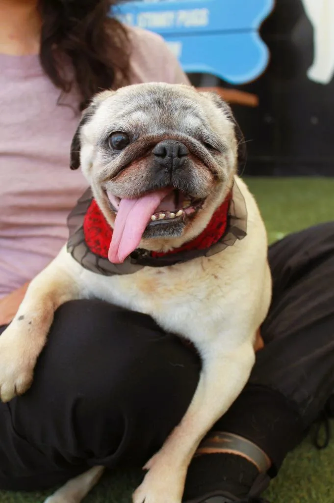 A senior small-sized female Pug dog named Crumbella for adoption in Gardena, CA