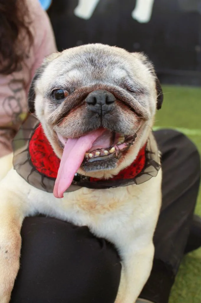 Crumbella thumbnail 3