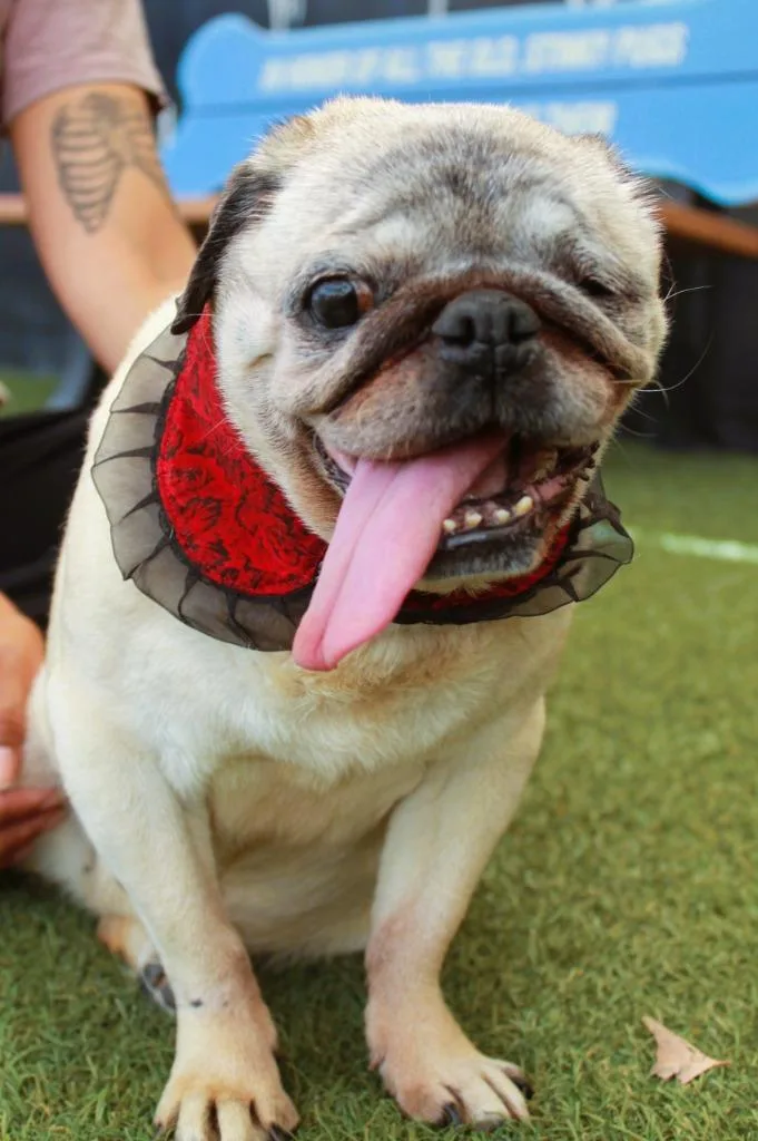 Crumbella thumbnail 5