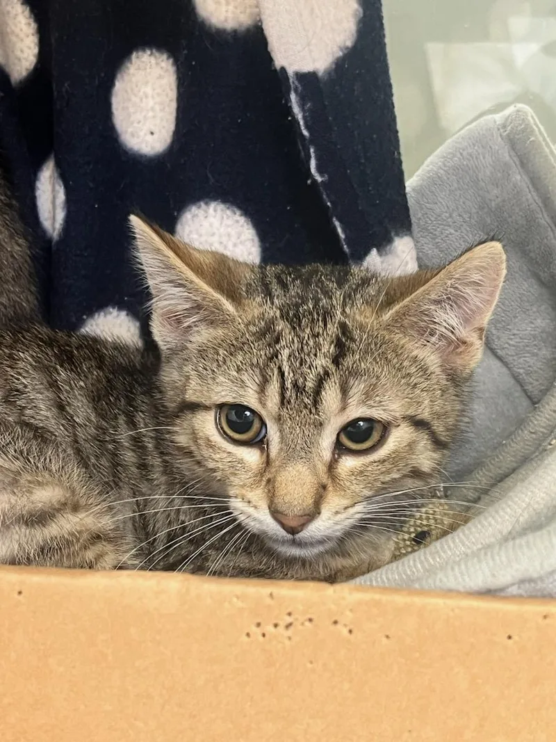 A baby small-sized male Tabby (Brown / Chocolate) Domestic Short Hair cat named Chili for adoption in Manassas, VA