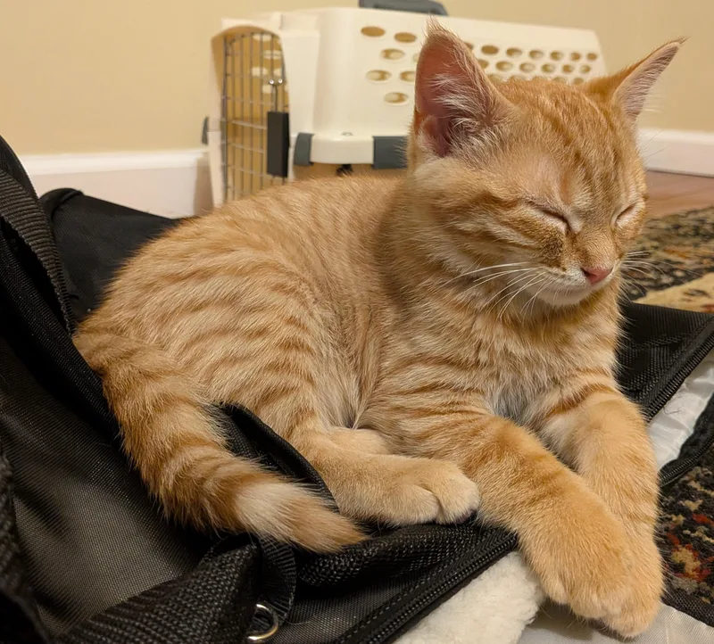 A young medium-sized male Orange / Red American Shorthair cat named Max for adoption in Rochester, NY