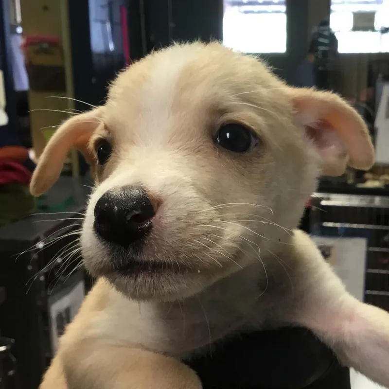Sam