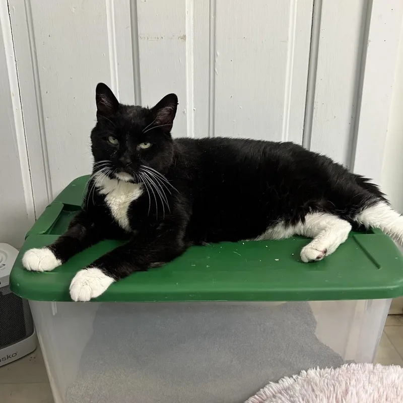 A senior large-sized male Black & White / Tuxedo Domestic Short Hair cat named Nemo for adoption in Queenstown, MD