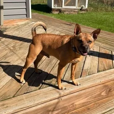 An adult medium-sized male Chihuahua dog named Wylie for adoption in Madrid, IA