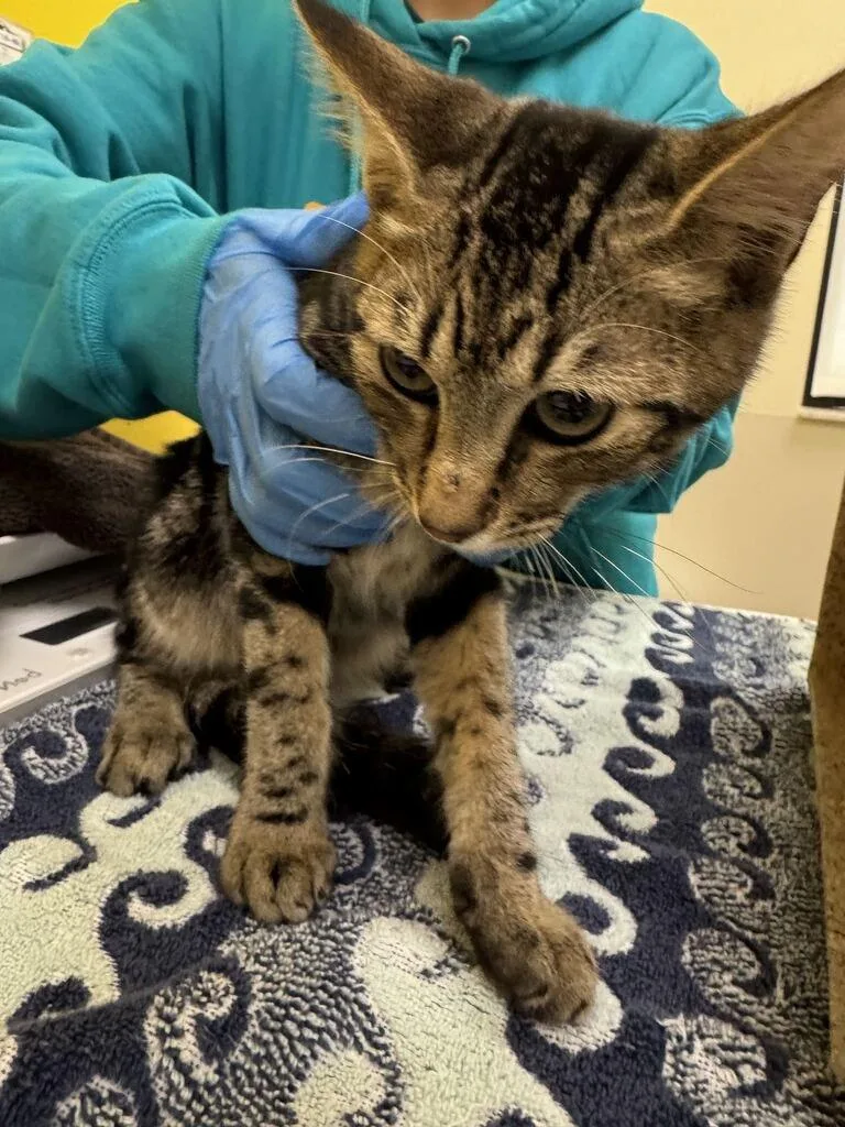 A baby small-sized male Tabby (Brown / Chocolate) Domestic Short Hair cat named Ross for adoption in Raleigh, NC