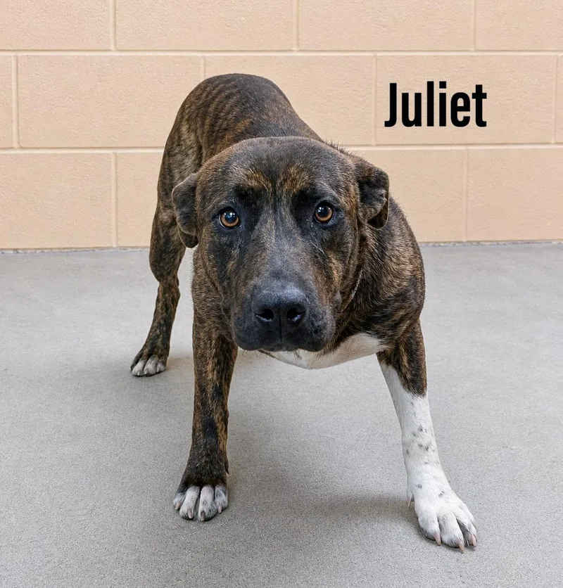 Juliet