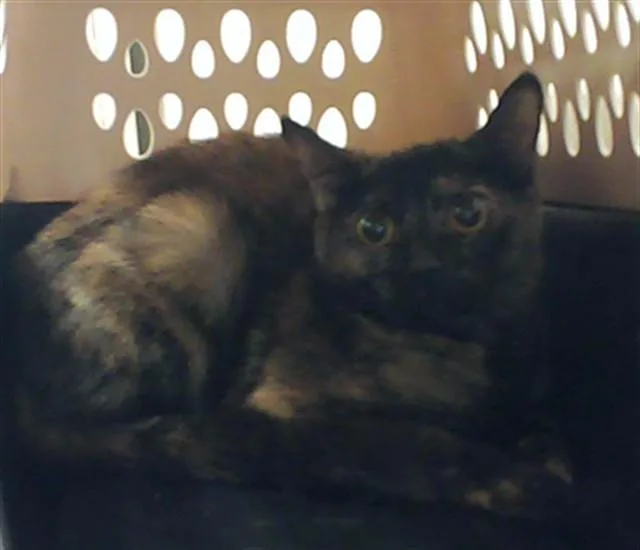 A young small-sized female Domestic Short Hair cat named Tips for adoption in Fayetteville, NC