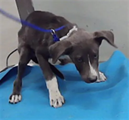 A baby small-sized male Husky dog named A for adoption in Houston, TX