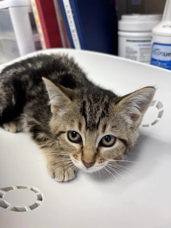 A baby small-sized female Domestic Short Hair cat named Cicada for adoption in Great Falls, MT