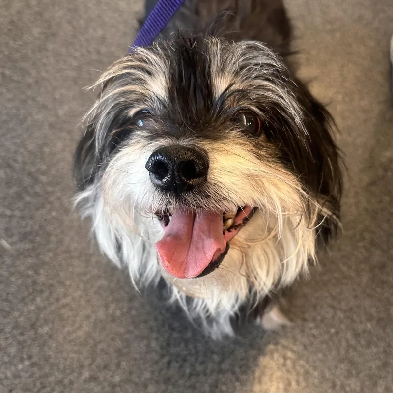 An adult medium-sized male Black Mixed Breed dog named Timtam for adoption in Allentown, PA