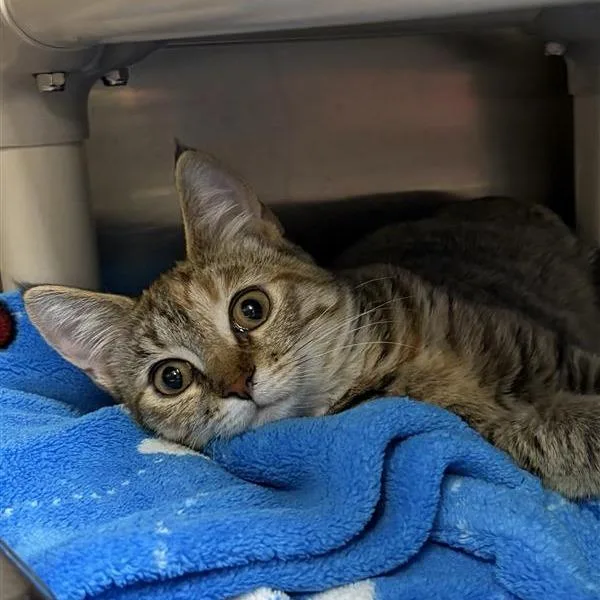 A young small-sized female Domestic Short Hair cat named Mazzy Star for adoption in Mentor, OH