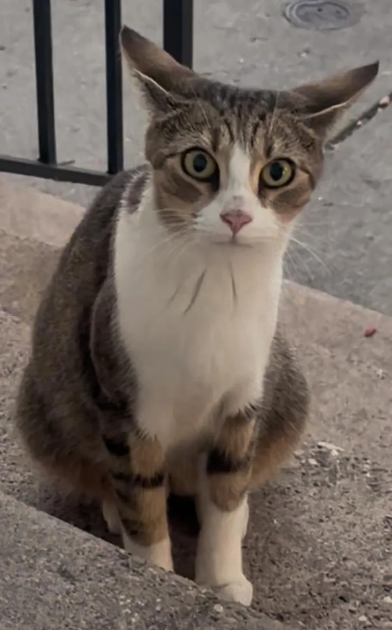 Peggy Ann thumbnail 3