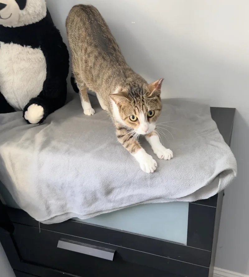 Peggy Ann thumbnail 6