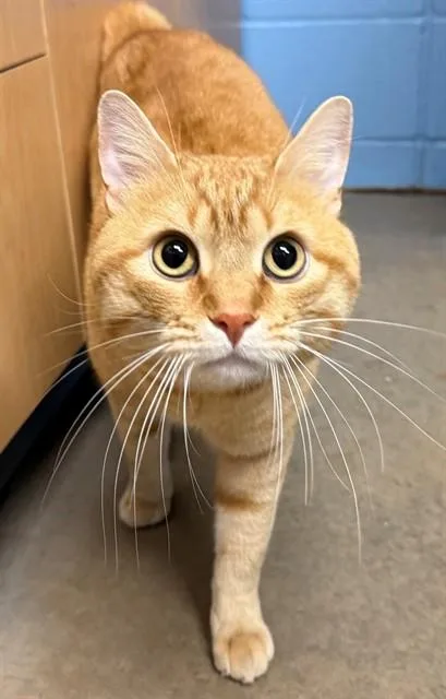 An adult large-sized male Domestic Short Hair cat named Gus for adoption in Minneapolis, MN