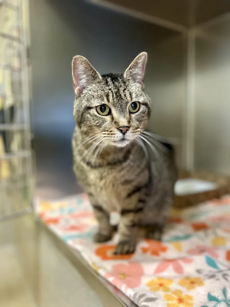 An adult medium-sized female Brown / Chocolate Domestic Short Hair cat named Bucatini for adoption in Dayton, OH